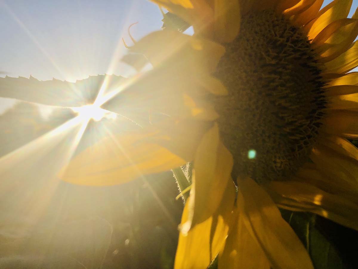 sonnenblume